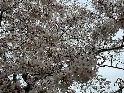 桜2024.jpg