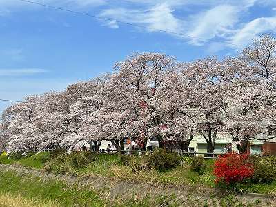 桜土手2024.jpg